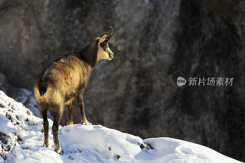 羚羊在冬天享受早晨的阳光，阿尔卑斯山(Rupicapra Rupicapra)